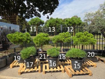 Preview: Pinus nigra Pierrick Bregeon®  220 cm - genau den im Bild mit der Nr.11